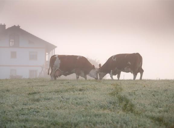 Weidegang is in Zuid-Duitsland niet altijd mogelijk vanwege beperkte huiskavel