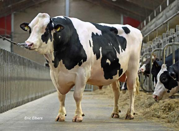 Van Perfect zijn intussen bijna 8700 dochters aan de melk