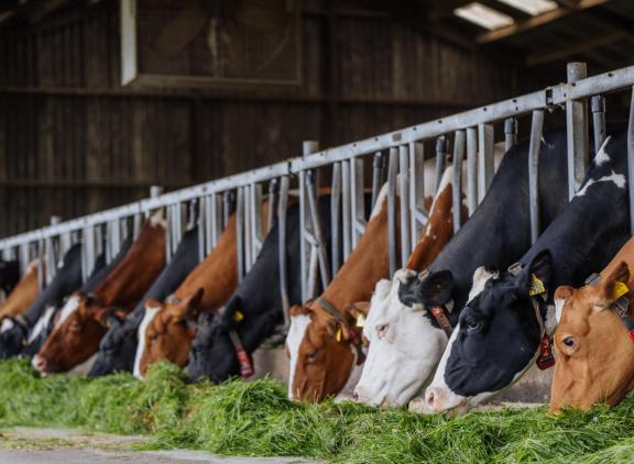 Het ruweiwitgehalte in melkveerantsoenen steeg in het tweede kwartaal naar 161 gram per kilo droge stof