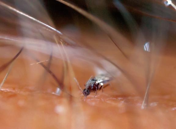 Om te achterhalen of het door knutten overdraagbare virus ook in Nederland voorkomt, verzamelt GD momenteel monsters op bedrijven