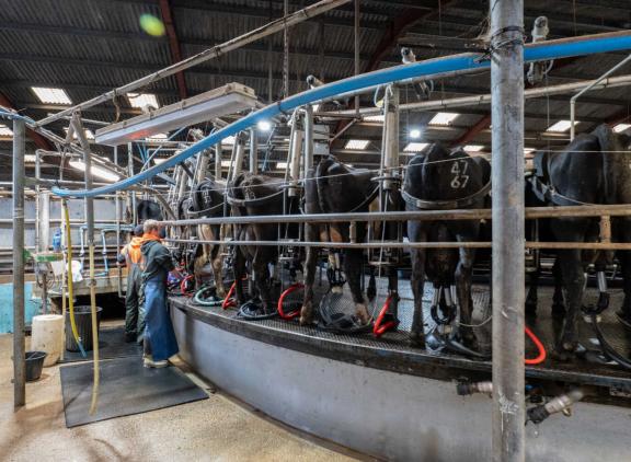 Grote bedrijven kiezen vaker voor blokkalven dan kleine bedrijven