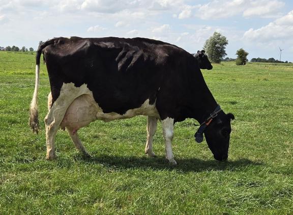 De bijna zeventien jaar oude Inna komt uit een koefamilie met hoge levensproducties (foto: Vivax Genetics)