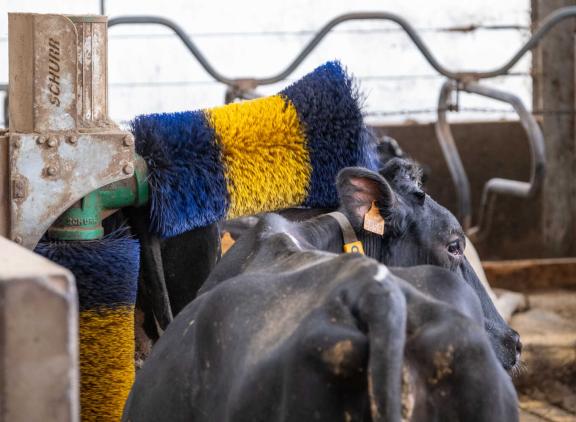 De meeste besmette dieren herstellen binnen ongeveer een week