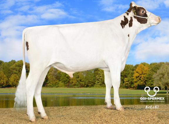 Met bijna 2600 kg melk en bijna 150 kg vet en eiwit is Spooky een productievererver pur sang