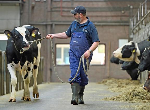 De veranderingen door de herberekening blijven voor de meeste stieren beperkt tot enkele punten NVI 