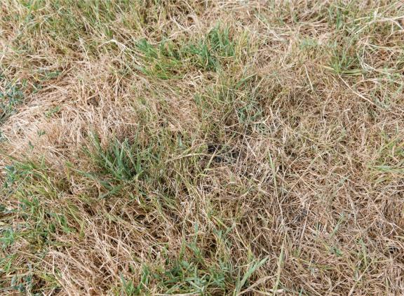 gras