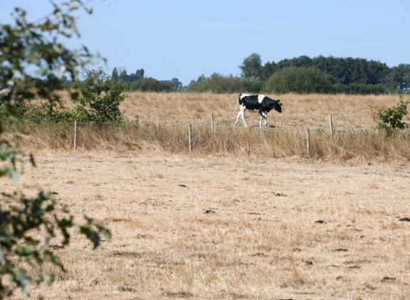 De droogte doet terugdenken aan de zomer van 2018