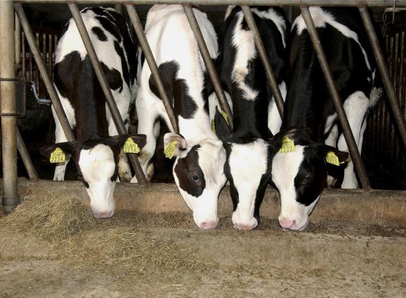 In de leeftijd tussen twee en zes maanden ontwikkelt een kalf zich van een eenmagige tot een herkauwer