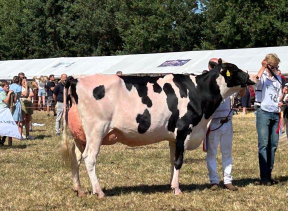 Algemeen kampioene Mattenhof Haniko Horsika is een kleindochter van de met 96 punten ingeschreven Hanna-Vray