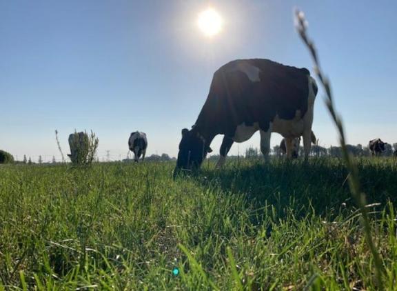 Het gras droogt als het ware in, waardoor ook de verteerbaarheid daalt