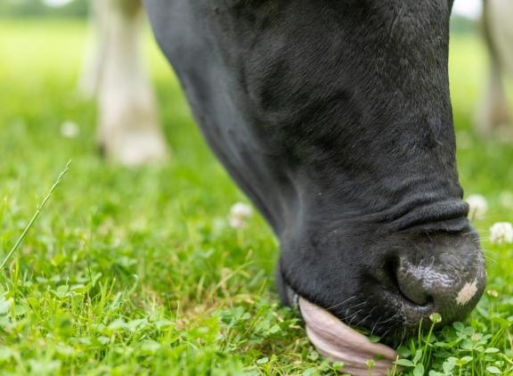 Kruidenrijk grasland had een hogere voederwaarde, maar leverde in dit onderzoek geen extra methaanreductie op