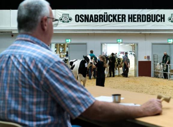 In de eerste helft van 2026 verwisselden via fokveeveilingen duizend vaarzen meer van eigenaar dan in de eerste zes maanden vorig jaar (foto: OHG)