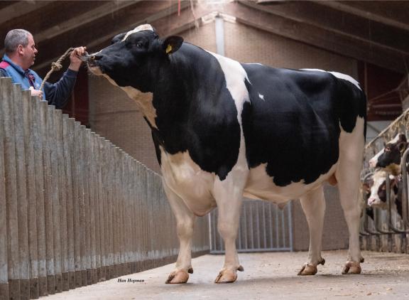 In totaal verkocht CRV ruim 350.000 rietjes van Woody, naar meer dan dertig landen