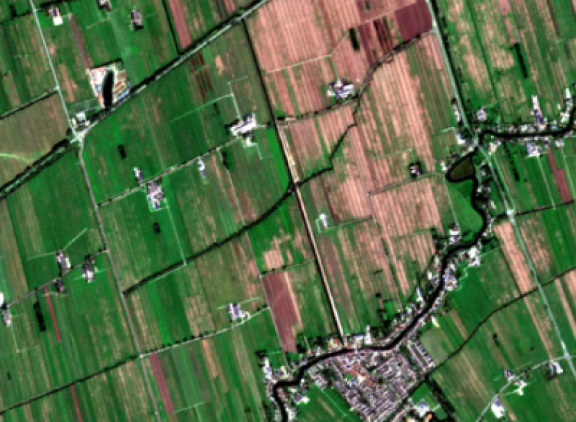 Satellietbeeld van percelen in de Alblasserwaard op 25 september. Percelen met droogteschade worden na de regen weer groen, maar percelen waar muizen hebben huisgehouden blijven kaal (beeld: Groenmonitor Wageningen UR)