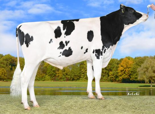 Koploper Huracan noteerde in 2021 bijna 25.000 eerste inseminaties