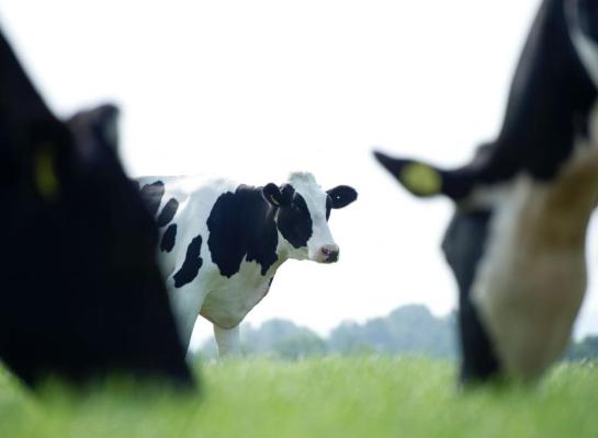 Bij warm weer is het omdraaien van het weideritme een optie: de koeien overdag binnen en ’s nachts buiten