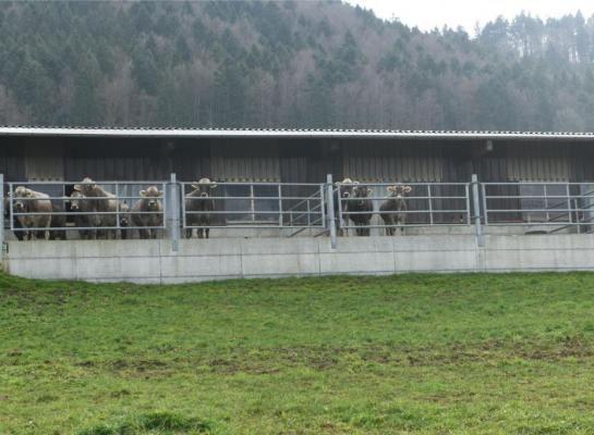 Een uitloop in de winter is in Zwitserland verplicht voor boeren die in aanmerking willen komen voor een weidepremie