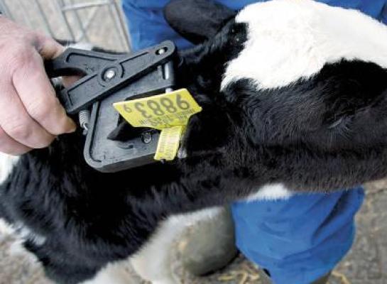 Ongeveer twee derde van de dieren met een geregistreerd genoomprofiel komt uit Nederland of Vlaanderen