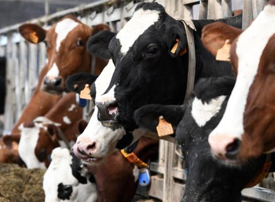 België heeft afgelopen jaar meer runderen geïmporteerd