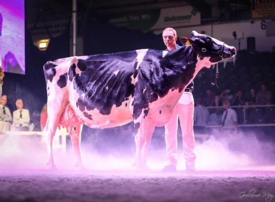 Fux Seattle, die inmiddels bijna 96.000 kg melk op de teller heeft, won ook de voorlaatste Schau der Besten in februari 2020 (foto: Masterrind)