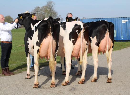 De familie Schoonhoven uit Noordeinde stelde de beste bedrijfsgroep zwartbont samen