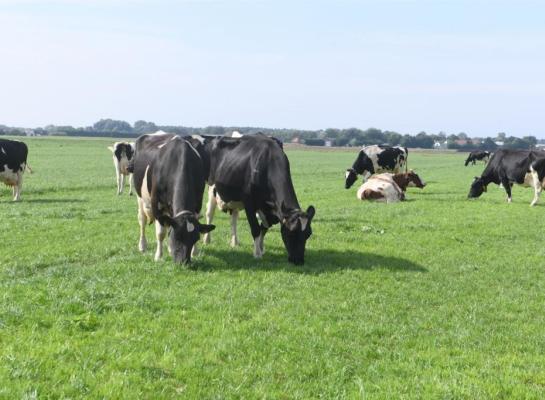 Drie nieuwe bedrijven hebben zich aangesloten bij het project Koeien & Kansen