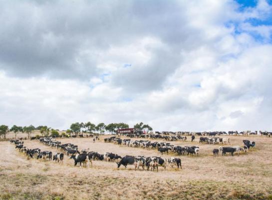 Koeien die efficiënt met hun voer omgaan produceren meer melk per ton koolstof (foto: Eric Elbers)