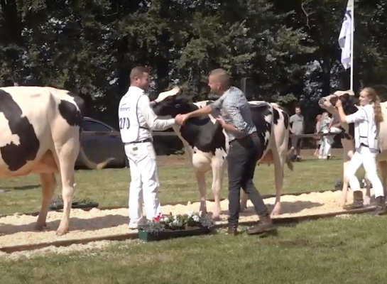 Henry Kamphuis wijst de winnares bij de zwartbontvaarzen aan: Bertha 211 (v. Chief) van firma De Groot uit Everdingen