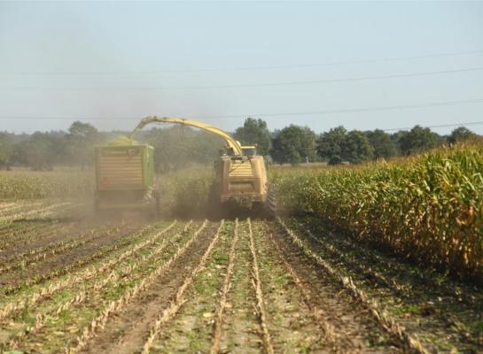 Vroeg gezaaide mais op warmere grond is inmiddels al aan het afrijpen