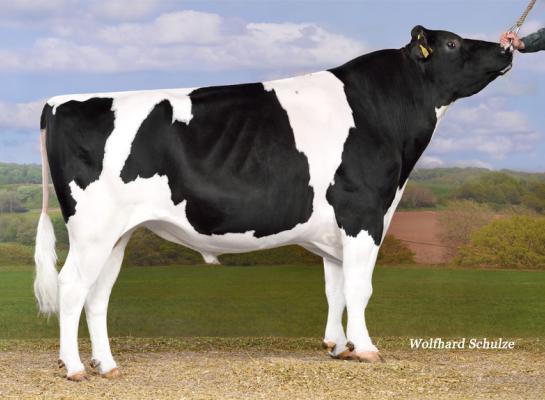Topstone stamt via dochters van Rubicon, Aikman en Man-O-Man uit Holbra Mascol Pam