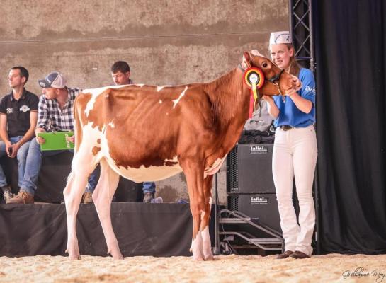 Elise van Ginkel veroverde het reservekampioenschap showmanship in Battice (foto: EYBS)