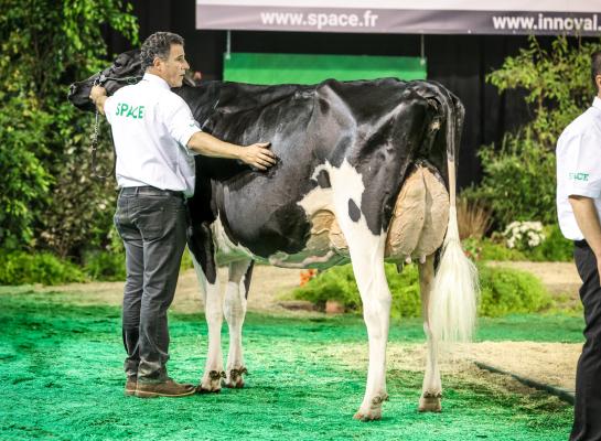 Capjnivana won in Rennes zowel het algemeen kampioenschap als het kampioenschap oudere koeien (foto: Guillaume Moy)