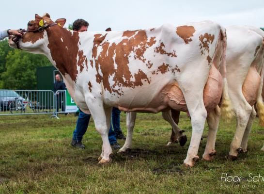 Edelweiss prolongeerde haar seniortitel in Eibergen (foto: Floor Schut)