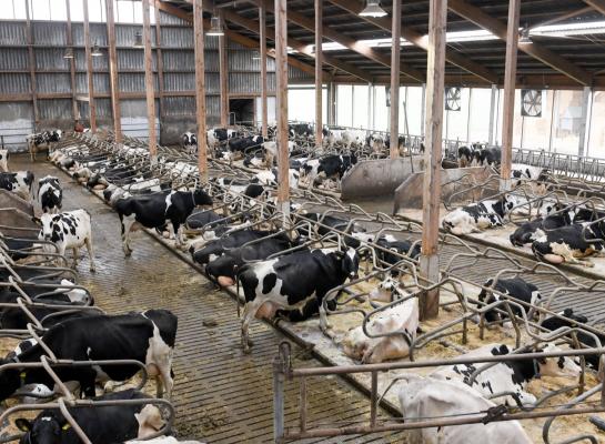 De landbouw, waaronder de melkveehouderij, heeft in het tweede kwartaal van 2022 minder broeikasgassen uitgestoten
