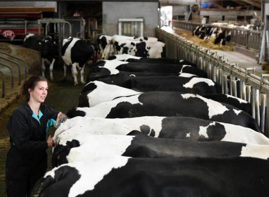 De rekentool van het ILVO brengt in beeld wat de meeropbrengst kan zijn van het gebruik van gesekst sperma en vleesstieren voor de gebruikskruising