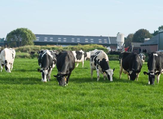 Meer uren weidegang is een van de maatregelen om de stikstofuitstoot te laten dalen