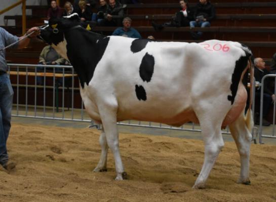 Een dochter van de stier Apps was met een opbrengst van 3900 euro een van de veilingtoppers in Osnabrüdk