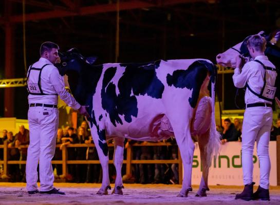 De familie Steegink uit Okkenbroek won het algemeen kampioenschap zwartbont met Heerenbrink Angelina (foto Els Korsten)