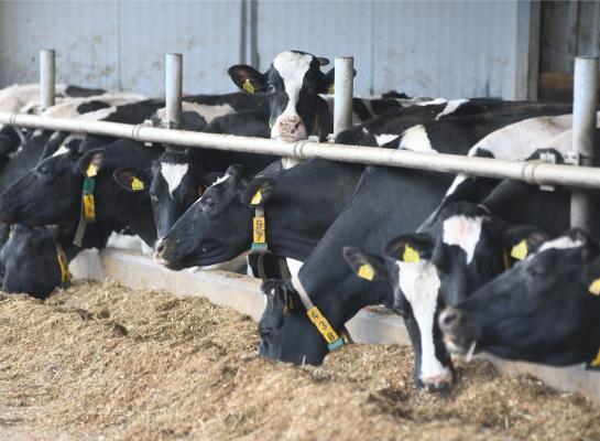 Het afgelopen jaar werd er gemiddeld 41 kilo minder melk per koe gegeven in Duitsland
