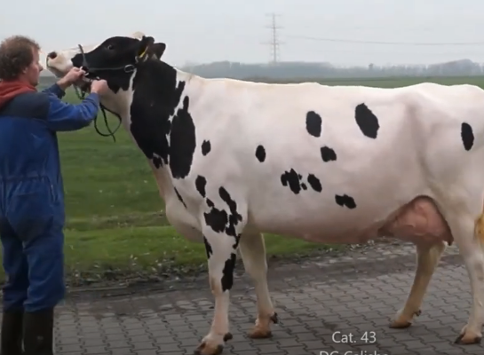 DG Calisha won het algemeen kampioenschap zwartbont