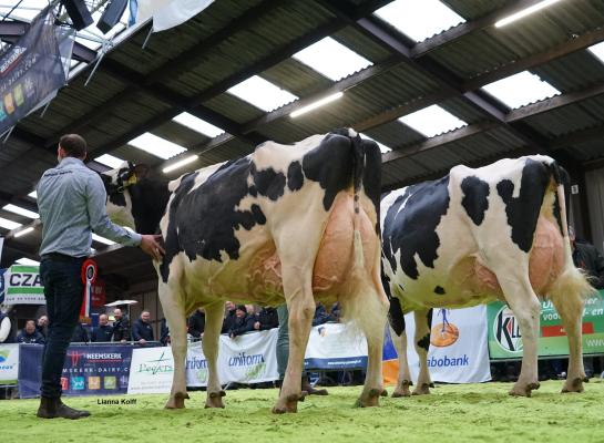 De seniorenkampioenen: Southland Holsteins Delia (v. Dempsey) en Evalyn (v. Jedi)