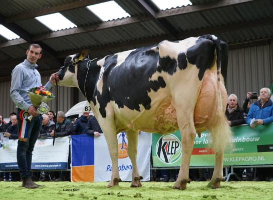 Algemeen kampioene Southland Dem Dellia 92 (v. Dempsey) van de familie Van Beek