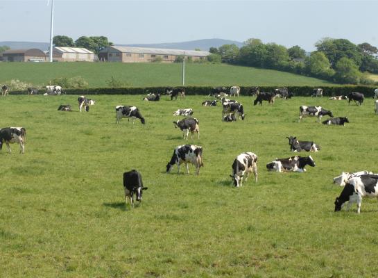 In Ierland wordt nu nog veel gewerkt met natuurlijk dekkende stieren