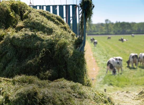 Het stikstofoverschot nam af in 2021, onder meer doordat er minder stikstof in graskuil zat