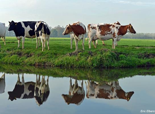 Langs sloten komen bufferstroken waarop veehouders geen mest uit mogen rijden