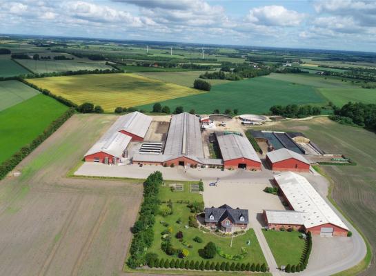 In 2022 passeerden bij duizend Deense koeien de grens van 100.000 kg melk