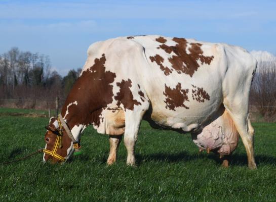 Gera haalde de grens van 10.000 kg vet en eiwit in 3030 dagen
