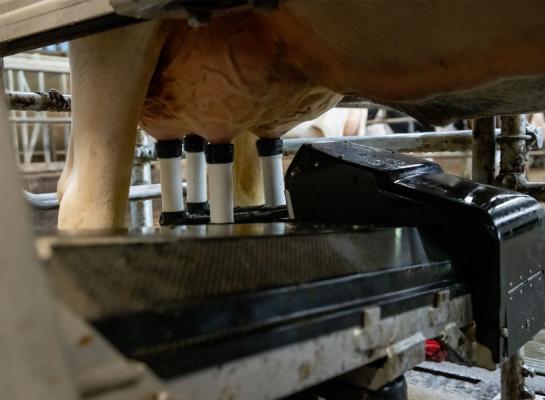 Vanaf de indexdraai van april gebruikt Coöperatie CRV melkrobotdata voor de schatting van fokwaarden voor uierkenmerken en melksnelheid
