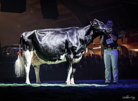 M.E. Dal Long Dandy 6265 stak in blakende vorm tijdens de Nacht van de Holstein