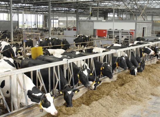 Als bij een vergunningaanvraag gerekend zou mogen worden met de werkelijk gemeten ammoniakuitstoot, dan wordt het voor veehouders veel interessanter om met aanpassingen in het management te werken aan verlaging, verwacht Agrifirm